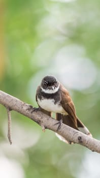 Bird (Malaysian Pied Fantail, Rhipidura javanica) black and white color perched on a tree in a nature wild