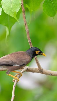 Bird (Mynas or Sturnidae) perched on a tree in a nature wild