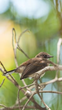 Bird (Malaysian Pied Fantail, Rhipidura javanica) black and white color perched on a tree in a nature wild