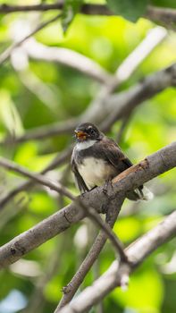 Two birds (Malaysian Pied Fantail, Rhipidura javanica) black and white color are couple, friends or brethren perched on a tree in a nature wild