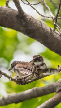 Two birds (Malaysian Pied Fantail, Rhipidura javanica) black and white color are couple, friends or brethren perched on a tree in a nature wild