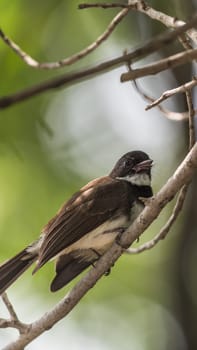 Bird (Malaysian Pied Fantail, Rhipidura javanica) black and white color perched on a tree in a nature wild