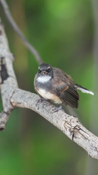 Bird (Malaysian Pied Fantail, Rhipidura javanica) black and white color perched on a tree in a nature wild