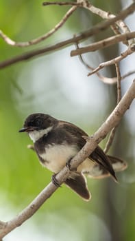 Bird (Malaysian Pied Fantail, Rhipidura javanica) black and white color perched on a tree in a nature wild