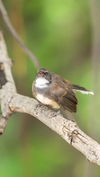 Bird (Malaysian Pied Fantail, Rhipidura javanica) black and white color perched on a tree in a nature wild