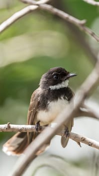 Bird (Malaysian Pied Fantail, Rhipidura javanica) black and white color perched on a tree in a nature wild