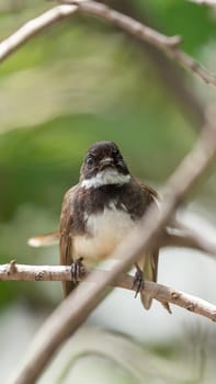 Bird (Malaysian Pied Fantail, Rhipidura javanica) black and white color perched on a tree in a nature wild