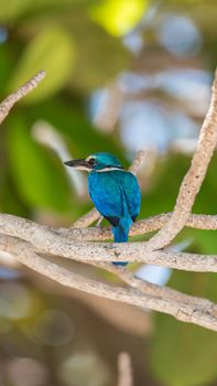 Bird (Collared kingfisher, White-collared kingfisher) blue color and white collar around the neck perched on a tree in a nature mangrove wild