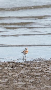 Bird (Greater sand plover, Charadrius leschenaultii) is a small wader in the plover family of birds at a sea in a nature wild