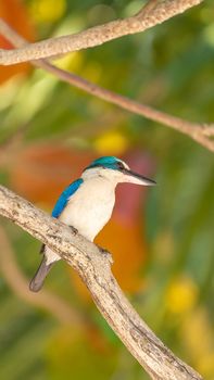 Bird (Collared kingfisher, White-collared kingfisher) blue color and white collar around the neck perched on a tree in a nature mangrove wild