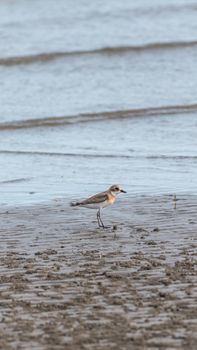 Bird (Greater sand plover, Charadrius leschenaultii) is a small wader in the plover family of birds at a sea in a nature wild