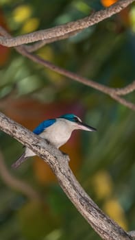 Bird (Collared kingfisher, White-collared kingfisher) blue color and white collar around the neck perched on a tree in a nature mangrove wild