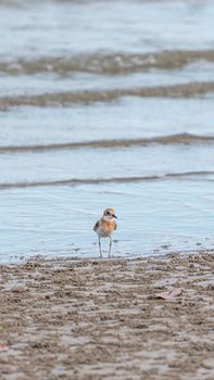 Bird (Greater sand plover, Charadrius leschenaultii) is a small wader in the plover family of birds at a sea in a nature wild