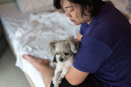 Asian woman and dog happy smile hugging her pat is a dog so cute mixed breed with Shih-Tzu, Pomeranian and Poodle on bed with white veil in bedroom at home or hotel