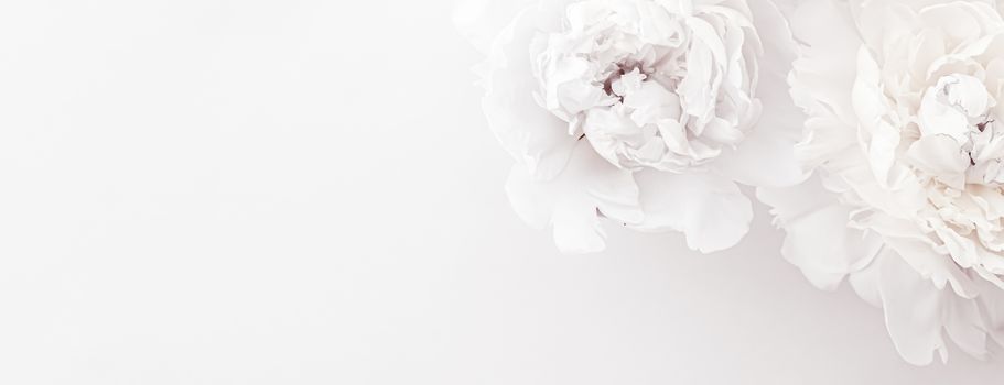 Pure white peony flowers as floral art background, wedding decor and luxury branding design