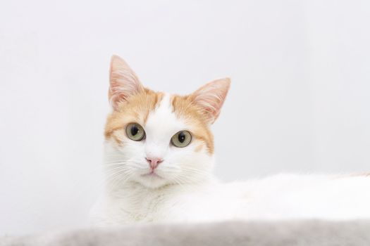 Portrait of red and white cat looking at the camera