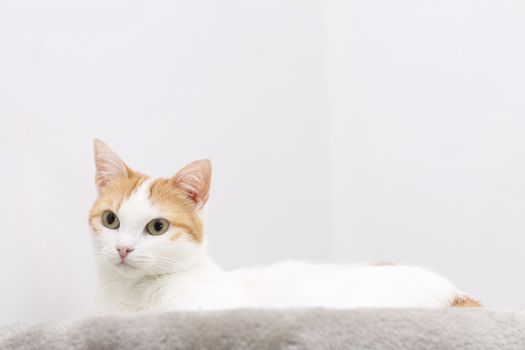 Portrait of red and white resting cat