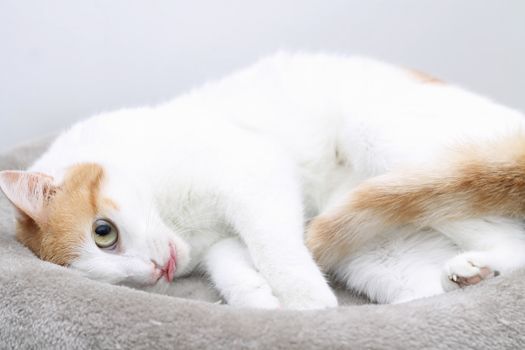 Young cat sleeping on bed with tongue out