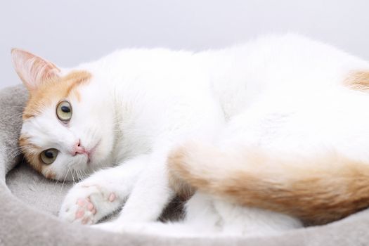 Young cat sleeping on bed