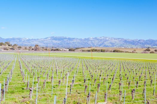 Winter vines in Santa Ynez Valley wine region at Firestone Winery in Los Olivos, California, USA
