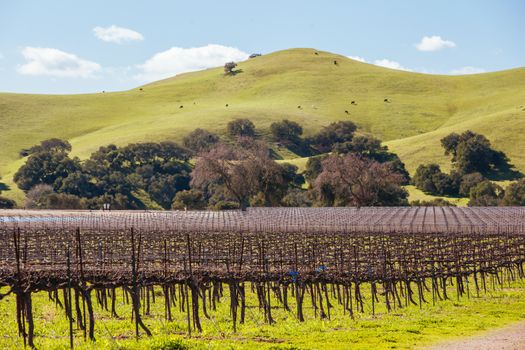 Winter vines in Santa Ynez Valley wine region at Firestone Winery in Los Olivos, California, USA