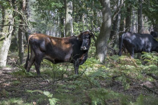 big winsent male animal in the wild nature of national par the hooge veluwe in holland