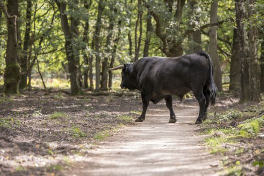 big winsent male animal in the wild nature of national par the hooge veluwe in holland