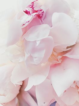 Pink peony flower as abstract floral background for holiday branding design