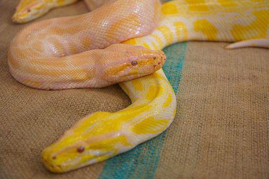 Big snake Two golden python closeup