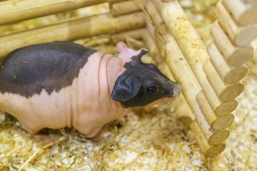 Hairless Guinea or Rodent pig top view In cages and farms