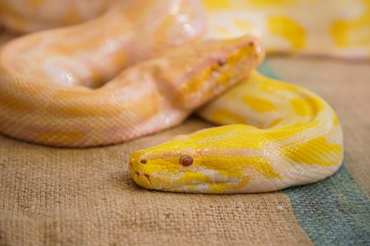 Big snake Two golden python closeup