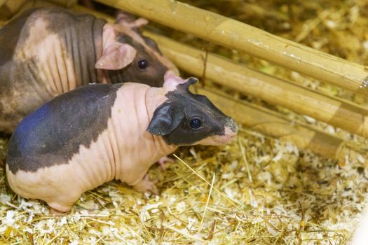 Hairless Guinea or Rodent pig top view In cages and farms