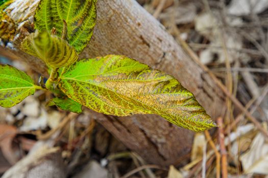 Leaf closeup Leaves that tree are injected with insecticides, Herbicide on the farm. Toxic and harmful to people, animals and plants.