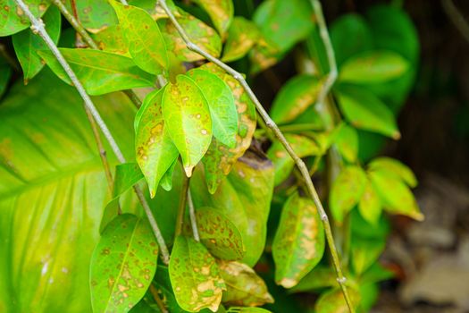 Leaf closeup Leaves that tree are injected with insecticides, Herbicide on the farm. Toxic and harmful to people, animals and plants.