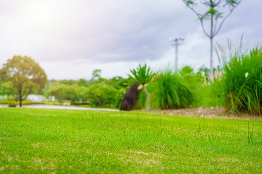 Focus nature green grass in golf court garden blur park on Sky, stone, palm tree background. Low angle shot style. Sunlight and flare background concept.