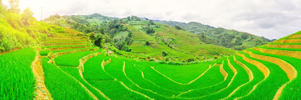 Beautiful terraced rice paddy field and mountain landscape in Mu Cang Chai and SAPA VIETNAM Sunlight and flare panorama background concept.