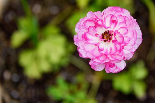 Openwork petals of a white-pink ranunculus flower on a blurred background with green spots of leaves and grass on dark ground.