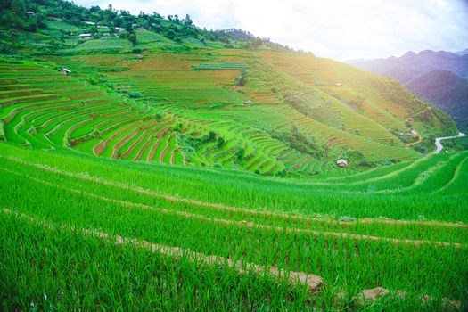 Beautiful terraced rice paddy field and mountain landscape in Mu Cang Chai and SAPA VIETNAM Sunlight and flare background concept.