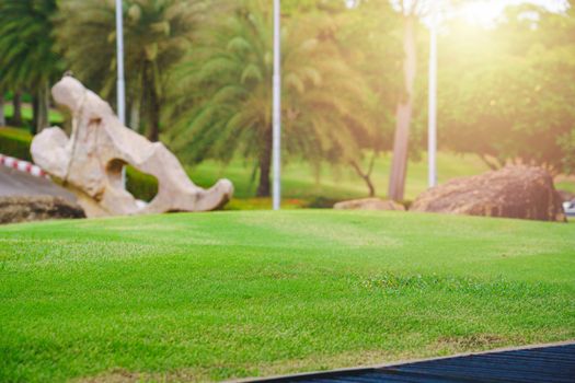 Focus nature green grass in golf court garden blur park on Sky, stone, palm tree background. Low angle shot style. Sunlight and flare background concept.