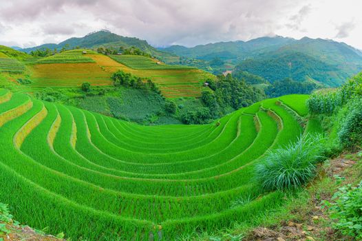 Beautiful terraced rice paddy field and mountain landscape in Mu Cang Chai and SAPA VIETNAM Sunlight and flare background concept.