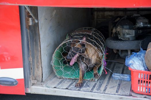 A dog in a cage storage space under the bus for Dissected and dog meat dead body selling a grilled for barbecue street food of Vietnam. Food is difficult.