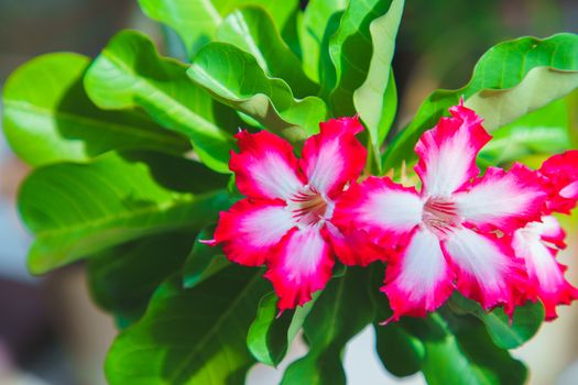 MACRO Adenium flowers white with pink edges tree or Desert rose, Mock Azalea, Pinkbignonia, Impala lily. Breed hollland Is popular in Asia and very beautiful with green leaves.