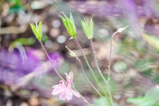 Aquilegia Seed heads in church garden Heysham UK