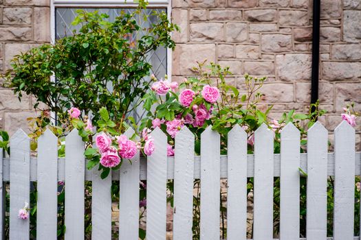 Pink roses growing over white picket fence.