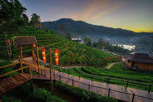 The Tea Plantation on nature in the morning Fresh air mountains sunlight and flare background concept in Ban Rak Thai, Mae Hong Son, THAILAND