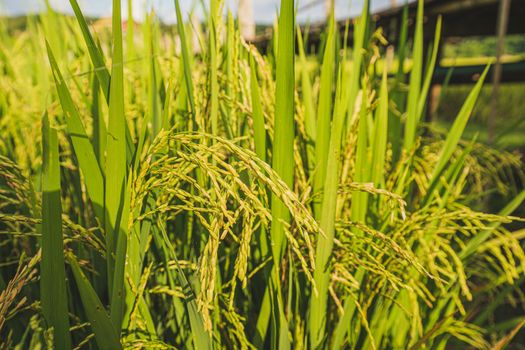 Close up fresh paddy rice field, Lush green beautiful background in CHIANGMAI, THAILAND