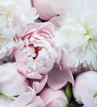 Blooming peony flowers as floral art background, botanical flatlay and luxury branding design