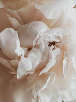 Beige peony flower as abstract floral background for holiday branding design