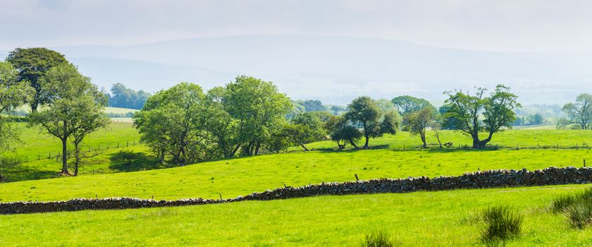 Green Grass and Blue Skies in the Summertime