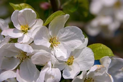 Apple blossoms in spring on branches with velvety green leaves in sunlight.